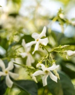 Pura X MERSEA Saltaire Fragrance Refill -Mersea pura smart vial saltaire 1